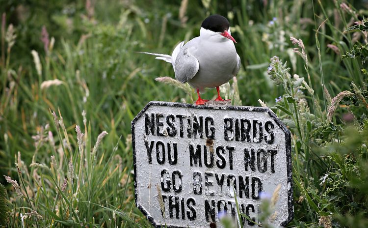 Cheeky Tern