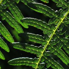 fern leaf  patterns